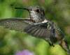 Hummingbird