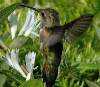 Hummingbird