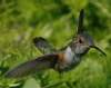 Hummingbird