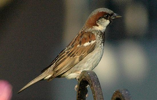 Sparrow