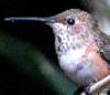 Hummingbird