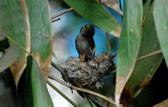 Hummingbirds, 3 days