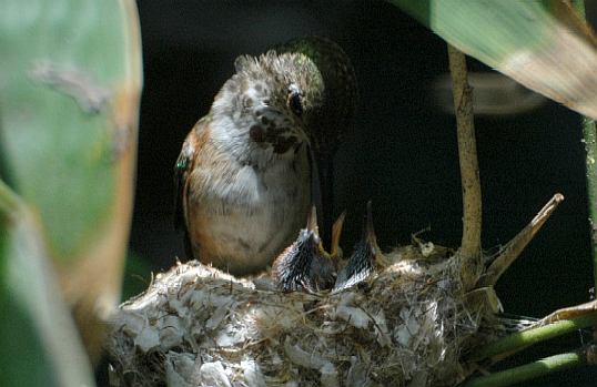 Hummingbirds, 6 days