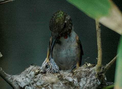 Hummingbirds, 8 days