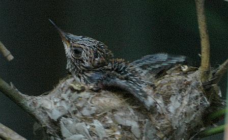 Hummingbird chick, 8 days