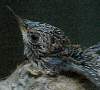Hummingbird chick, 8 days