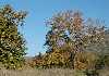 Big Sycamore Canyon
