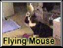 Slide show: Weasel and Flying Mouse